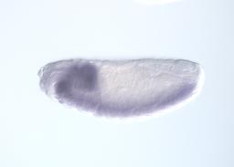 CEP01123