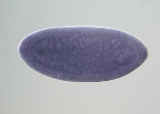 FI16807