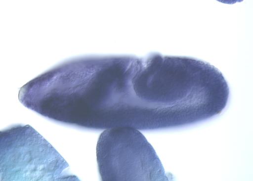 FI06801