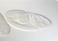 RE08174-tf