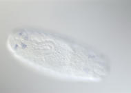 CG9876-cm