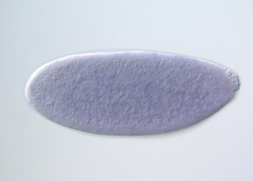 GH01517-AU