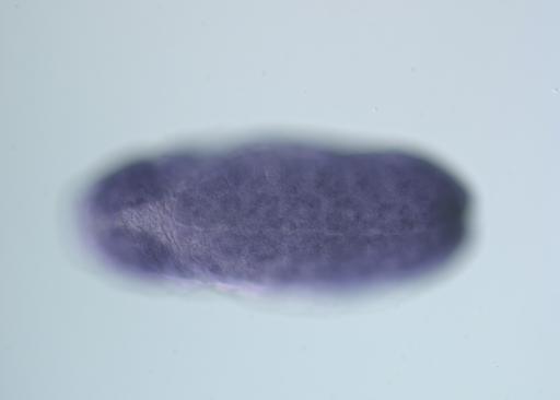 SD08803-AU