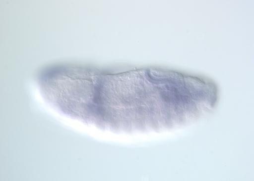 RH24570-dg