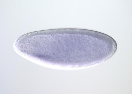RH63541-dg