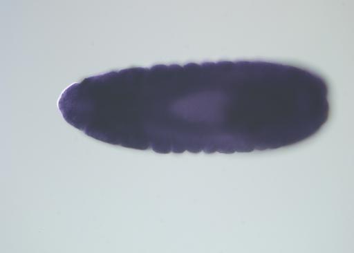LD39519