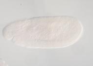 RH67809-AU