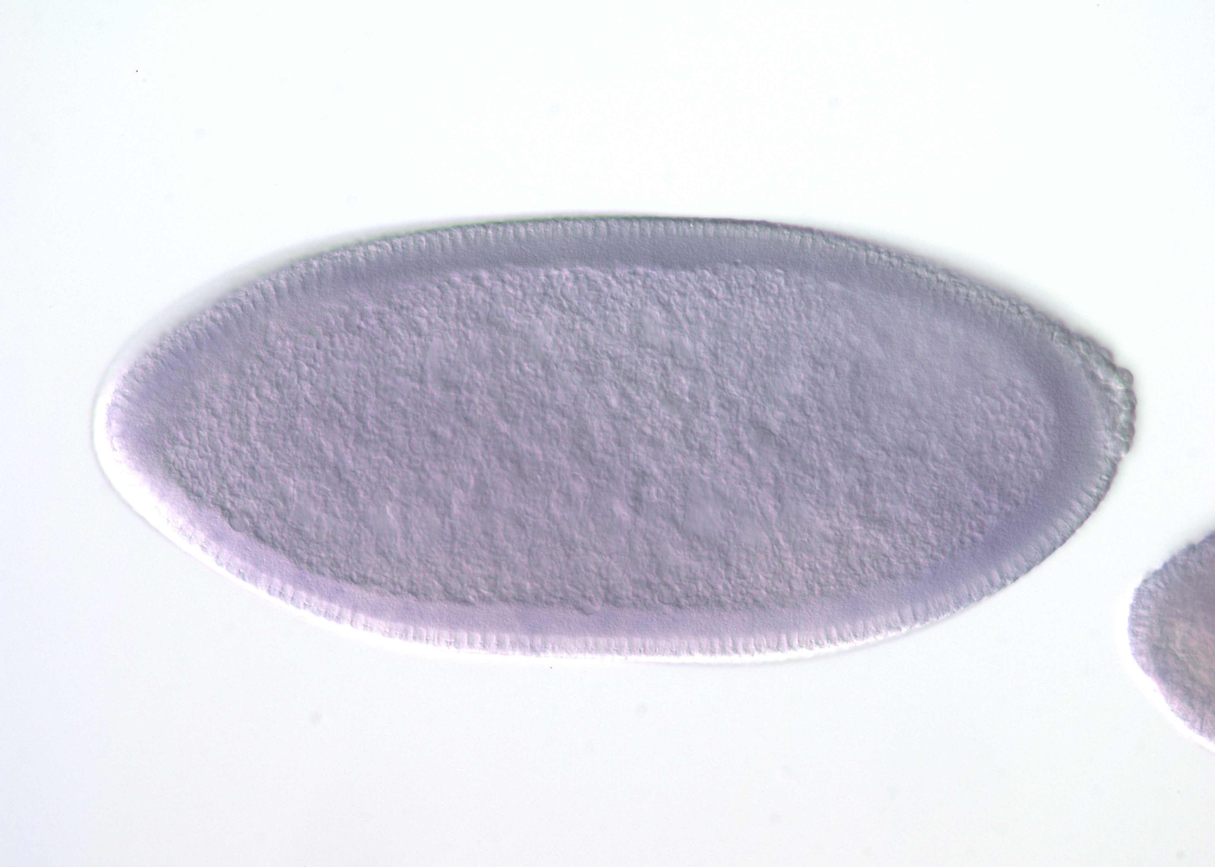 IP04375-smORF