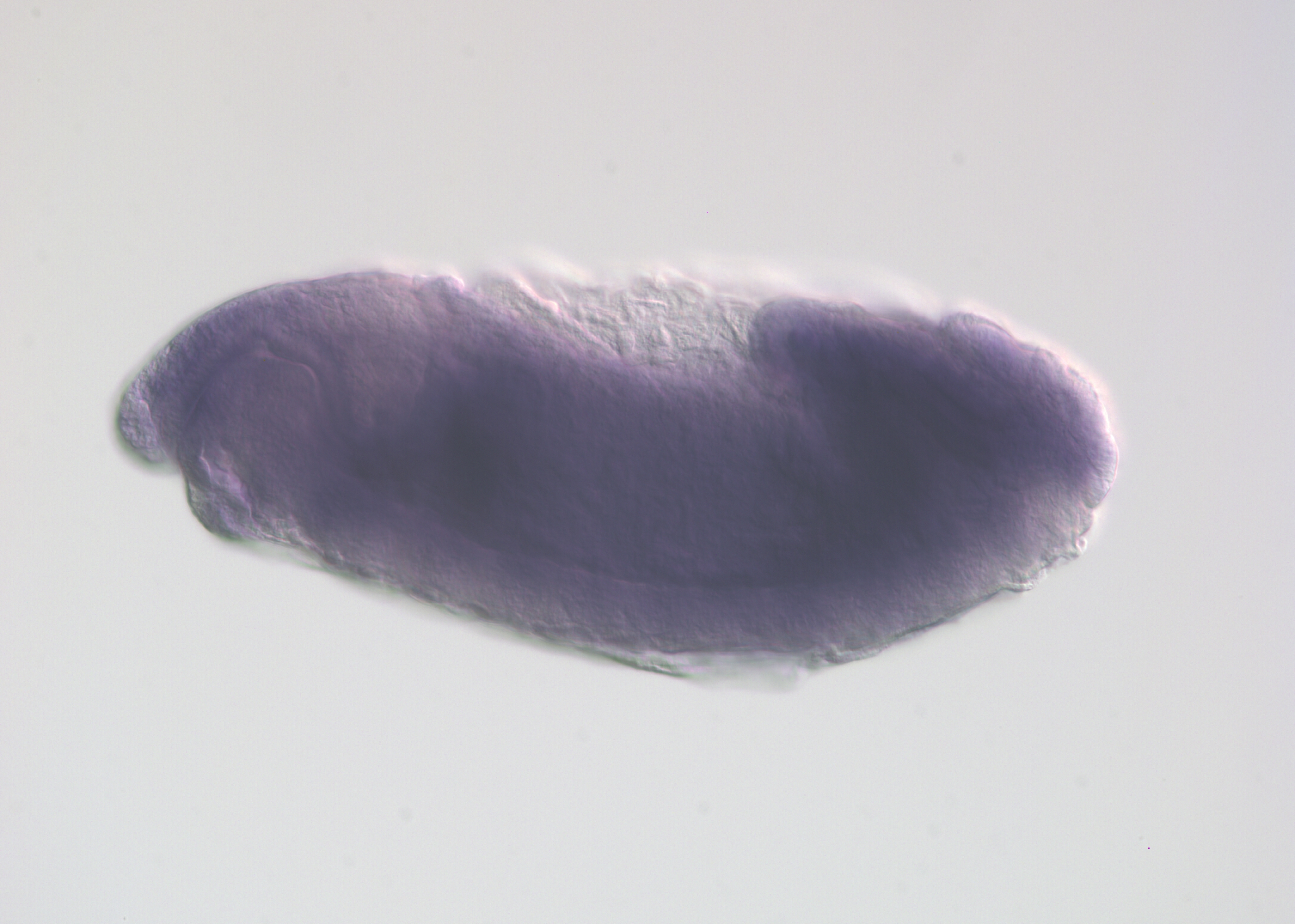IP02950-smORF