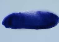 MIP08601-KIN