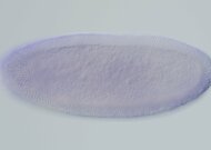 IP11938-IP