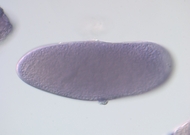 MIP13681