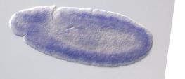 CG4976-a
