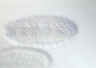 GH22170