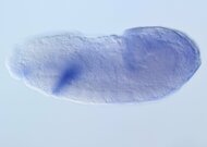 RH56317-a