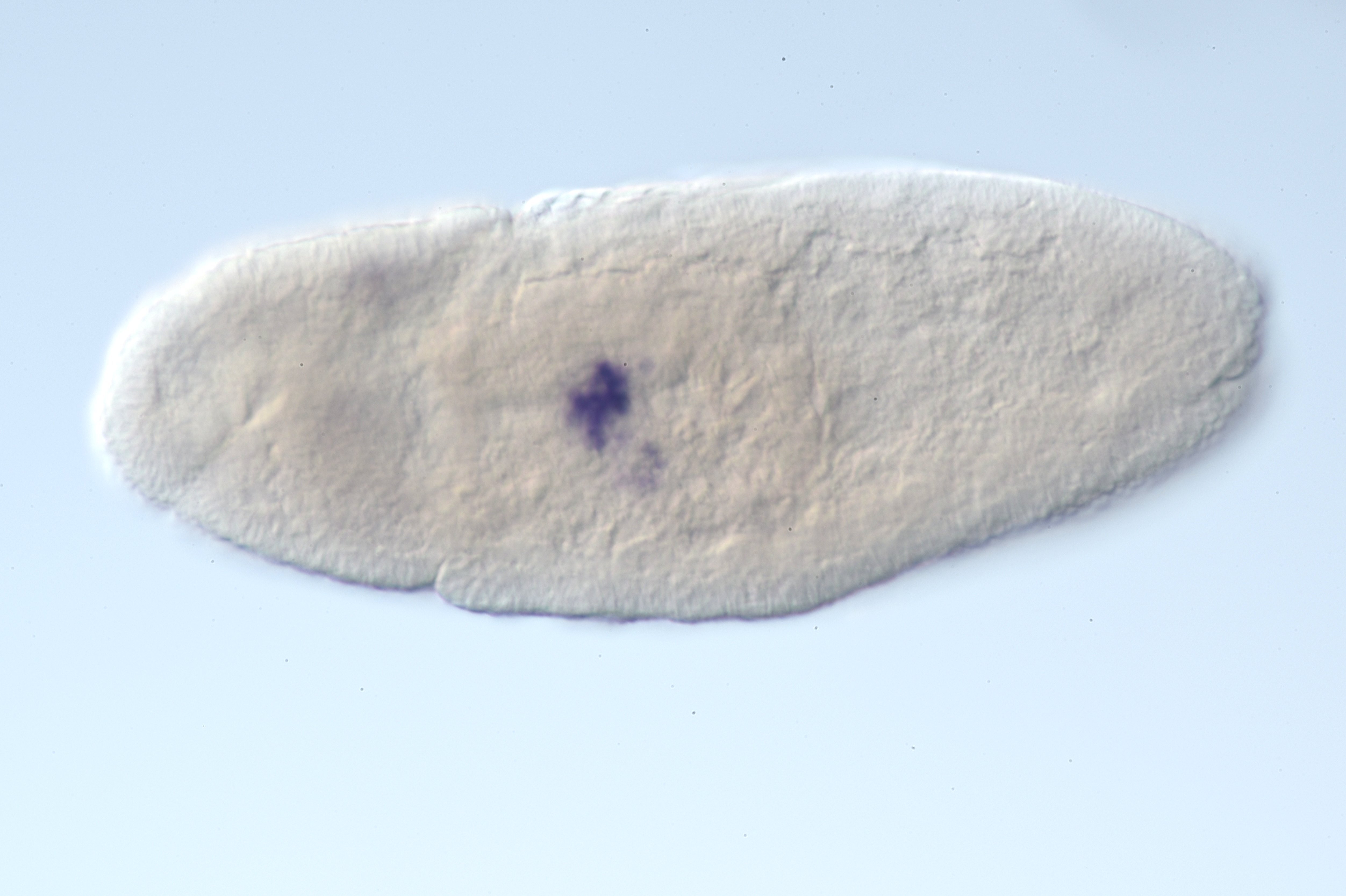 GMR80G10