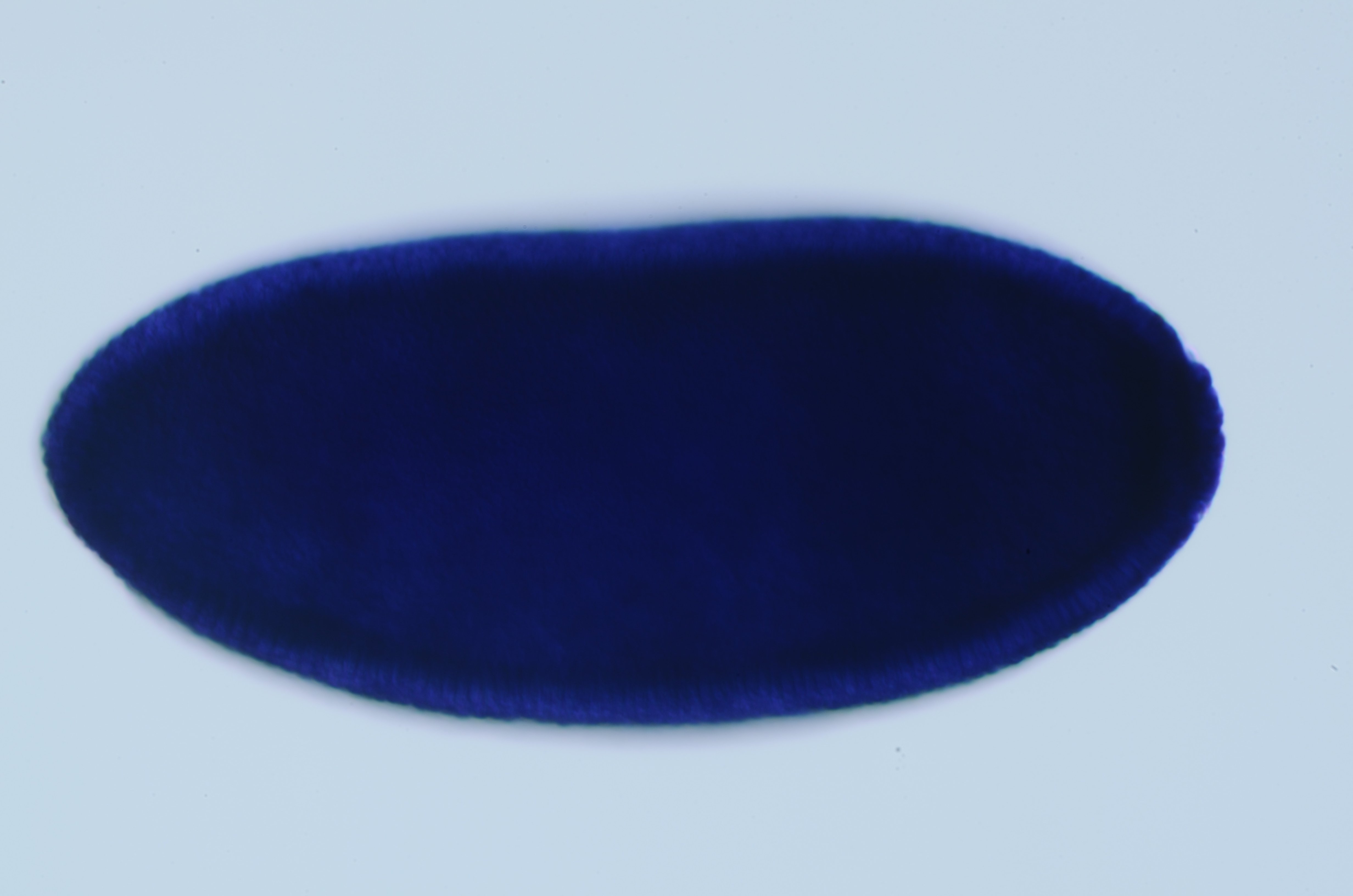 SD06381-KIN