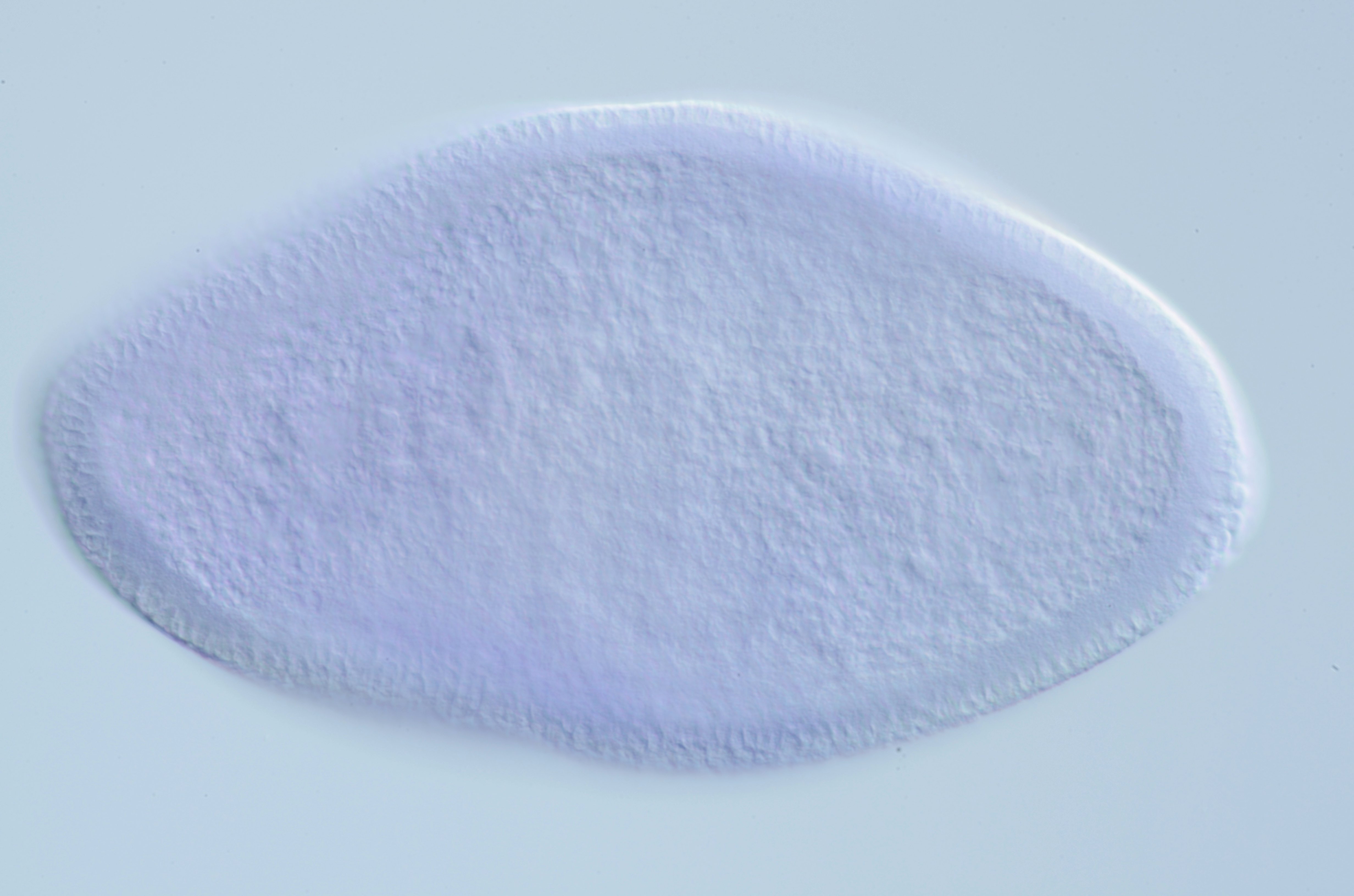 IP11157