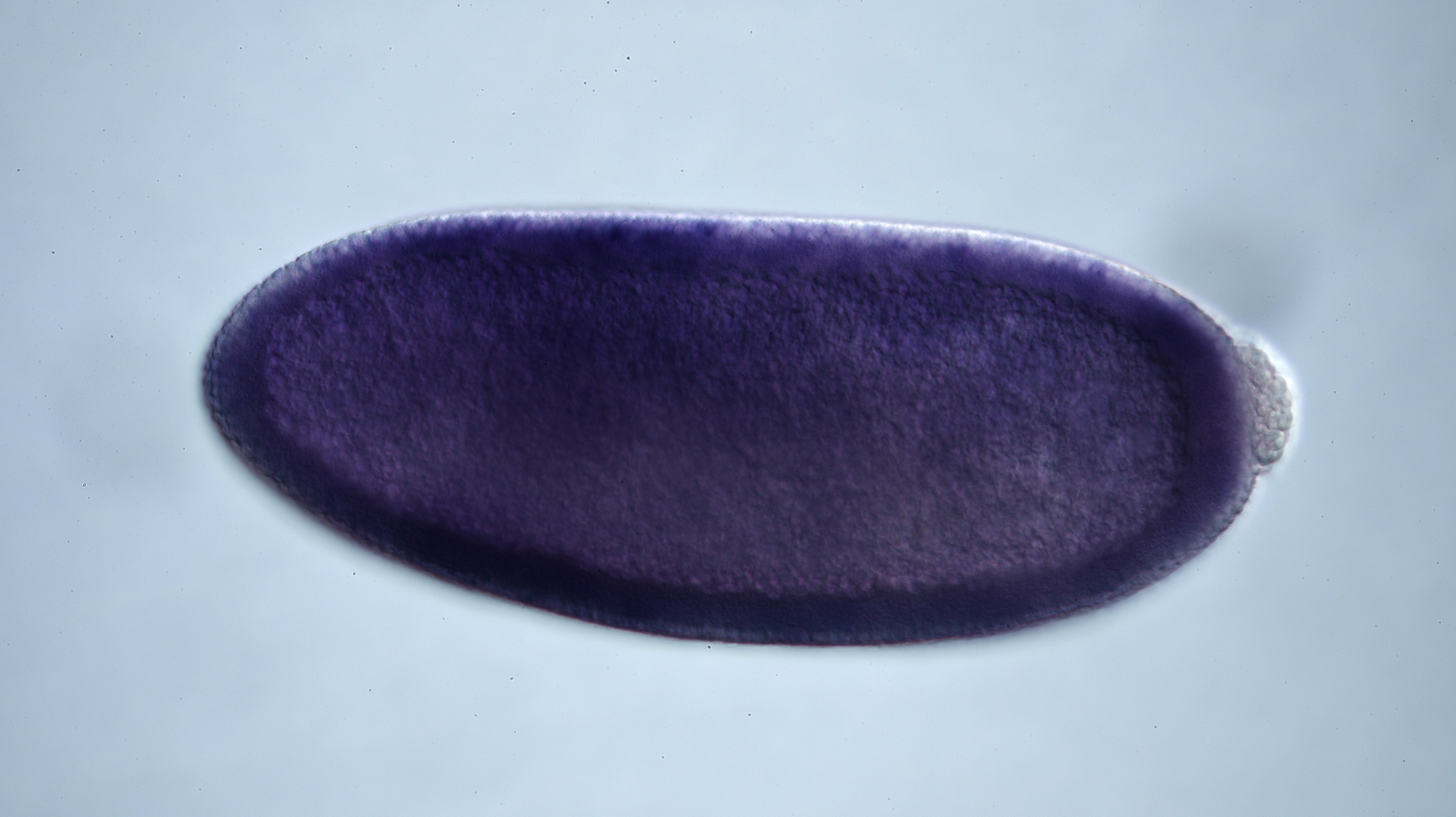 LP09838-lncRNA