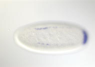 CG7771-cm