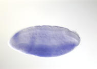 GH28796-tf