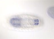 LP10481-tf