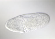 RE01453