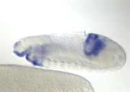 RE03010