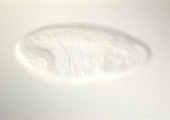 RE03646