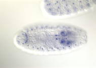 CG10197-cm