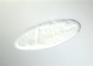 RE09982