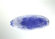 RE11206