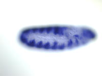 RE16123