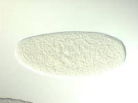 HL01481