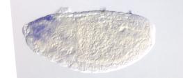 CG10348-a