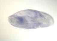 RE08706