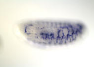 RE08808