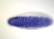 RE09158