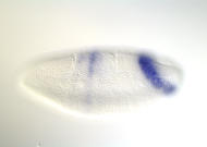 RE24765
