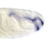 RE29825
