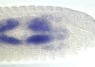RE09129