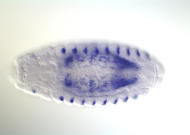 CG11607-cm