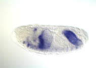 CG8254-cm