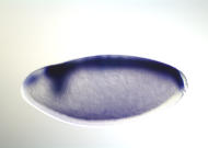 CG5187-cm
