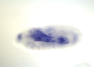 HL01515