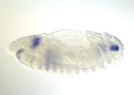 HL02012