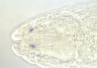 HL03177