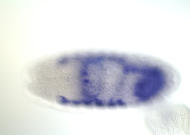 RE58687