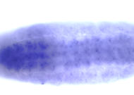 RE61907