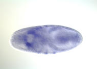 CG2140-cm